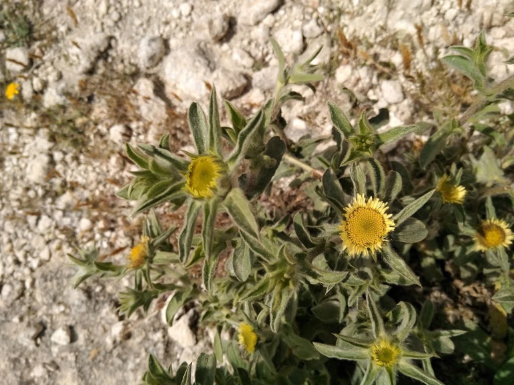 pianta con questo fiore rotondo - Pallenis spinosa