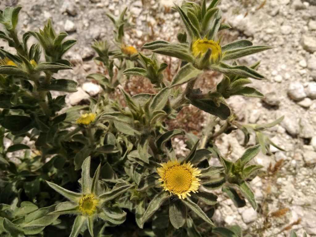 pianta con questo fiore rotondo - Pallenis spinosa