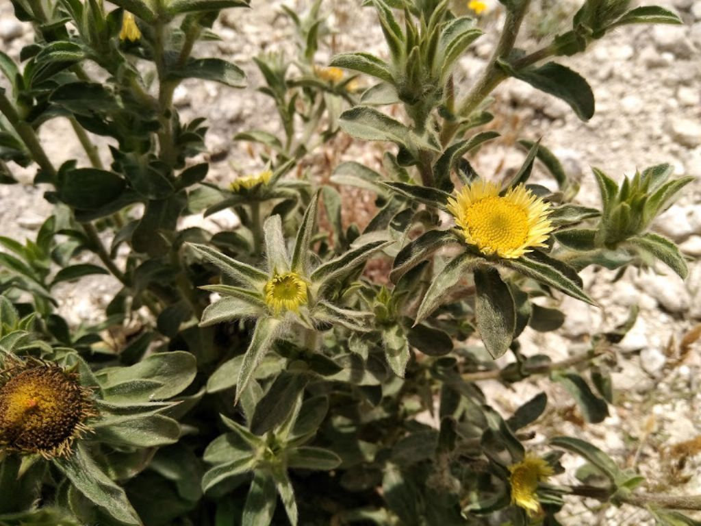 pianta con questo fiore rotondo - Pallenis spinosa