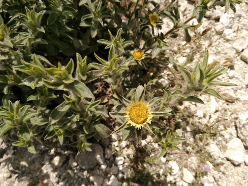 pianta con questo fiore rotondo - Pallenis spinosa