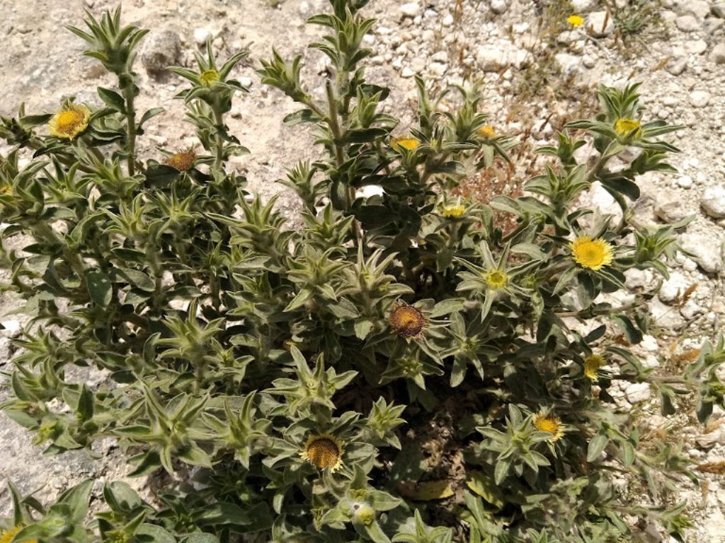 pianta con questo fiore rotondo - Pallenis spinosa