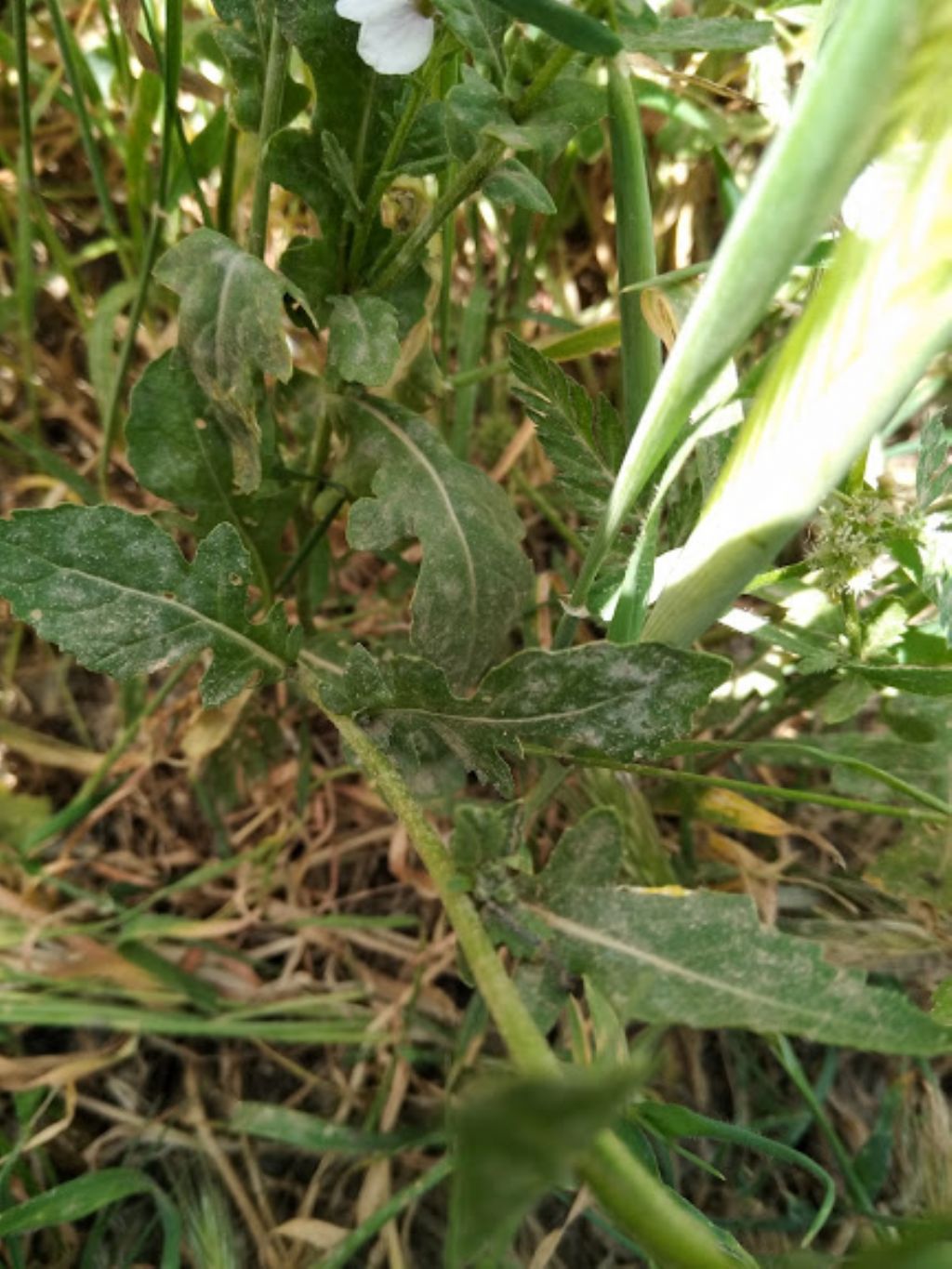 Brassicaceae da determinare.  cfr. Diplotaxis erucoide