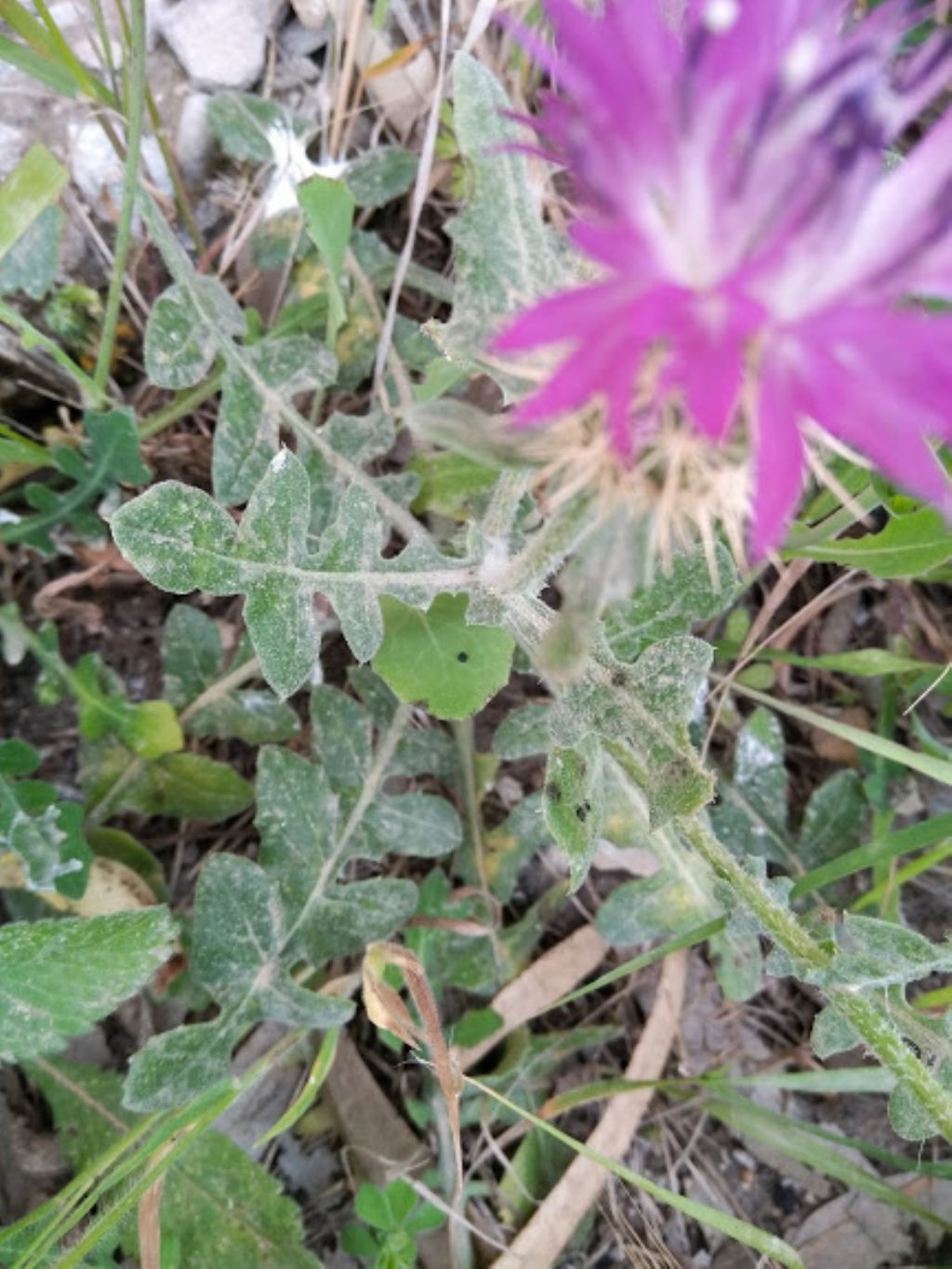 Centaurea sphaerocephala
