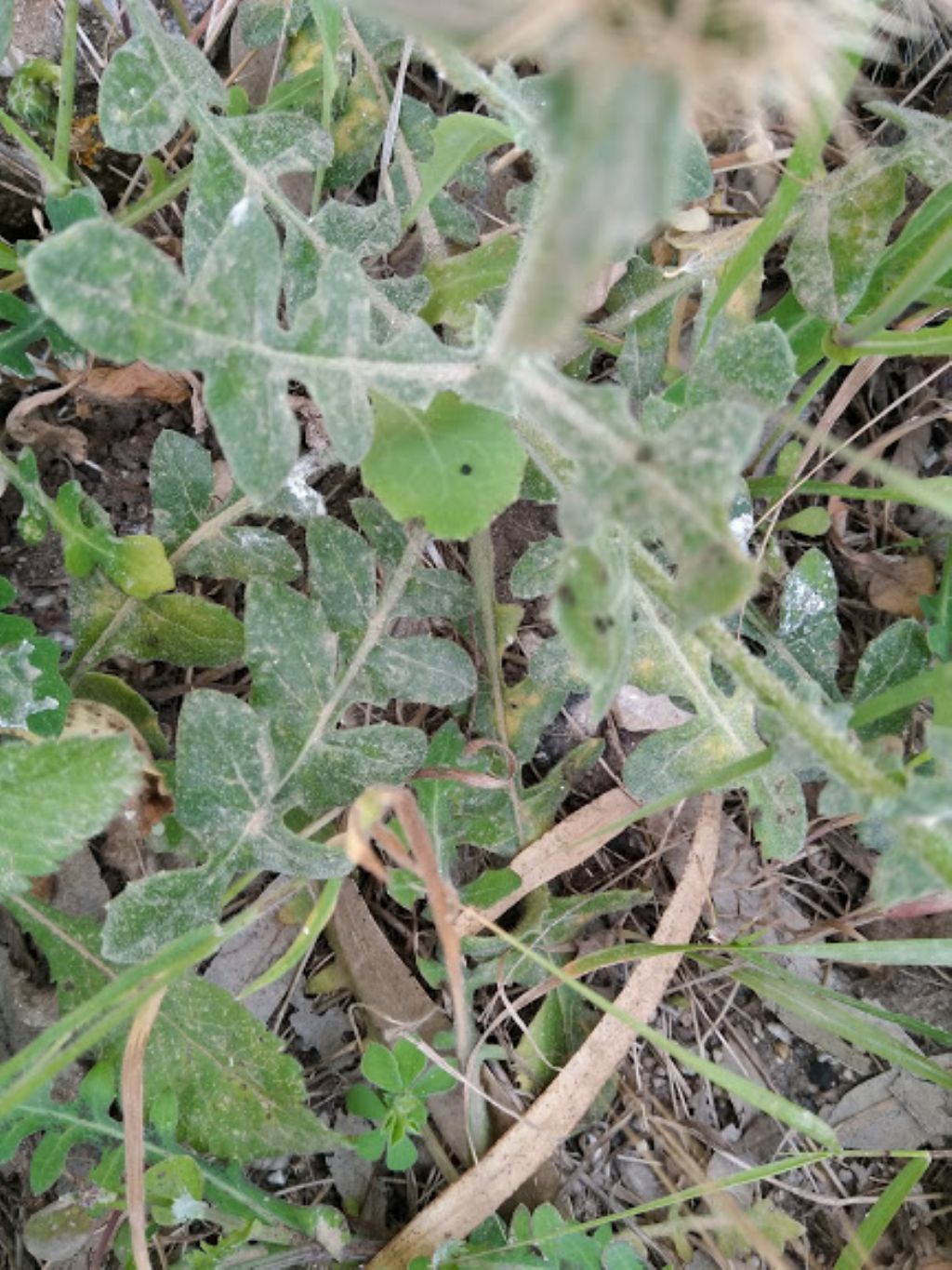 Centaurea sphaerocephala