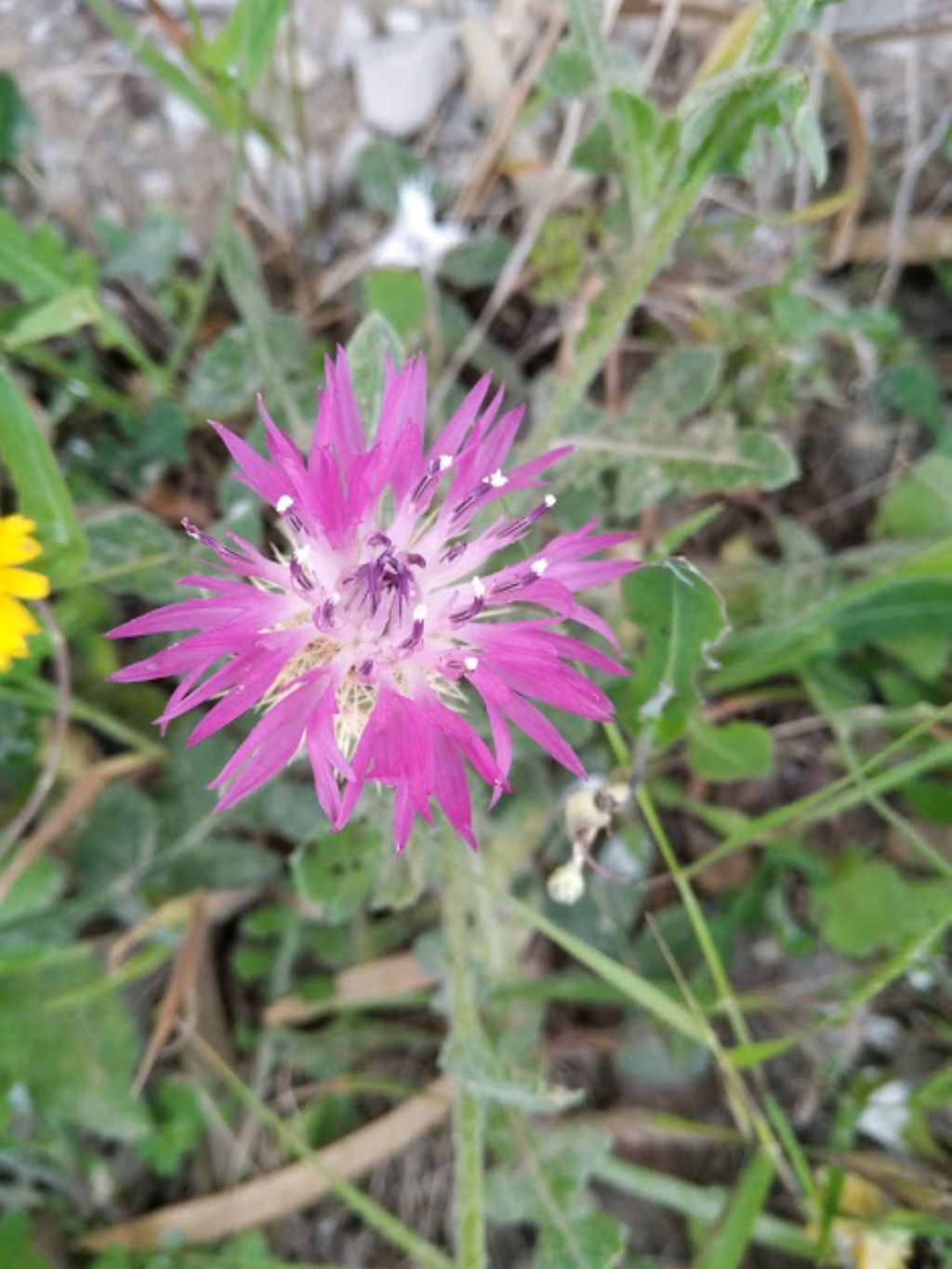 Centaurea sphaerocephala
