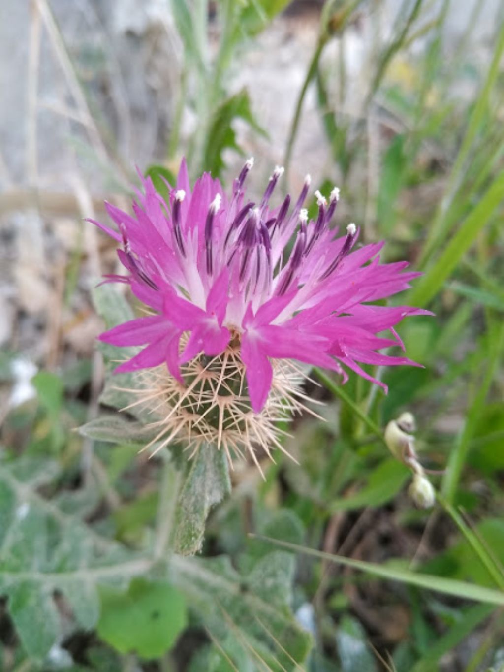 Centaurea sphaerocephala