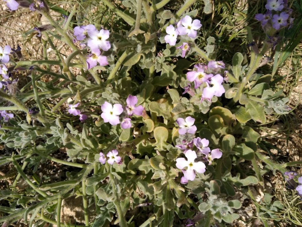 Matthiola tricuspidata / Violaciocca selvatica