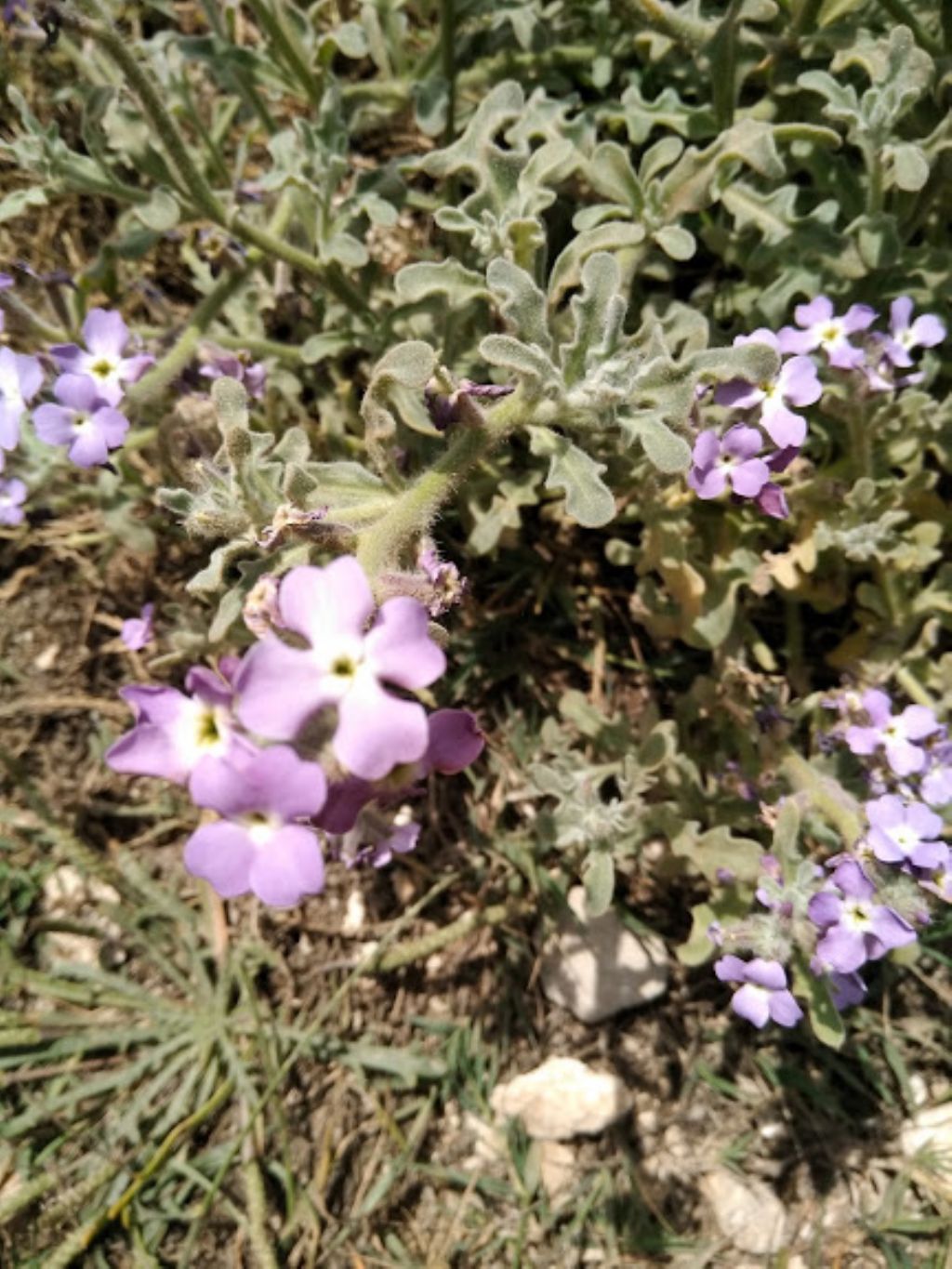 Matthiola tricuspidata / Violaciocca selvatica