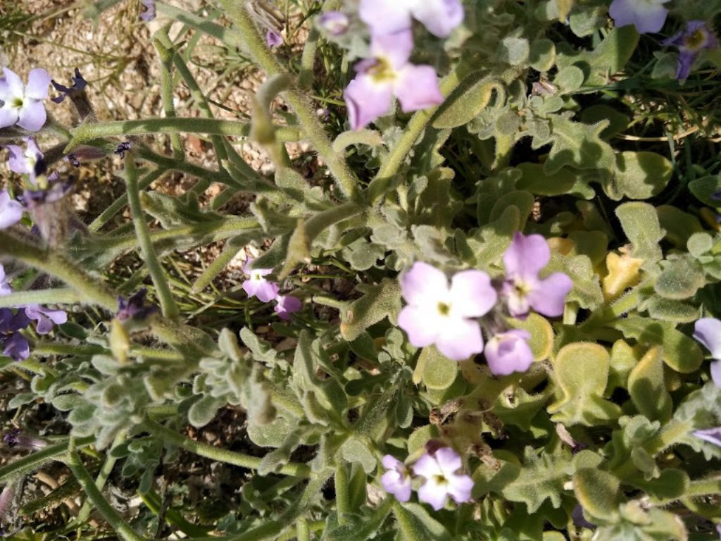 Matthiola tricuspidata / Violaciocca selvatica