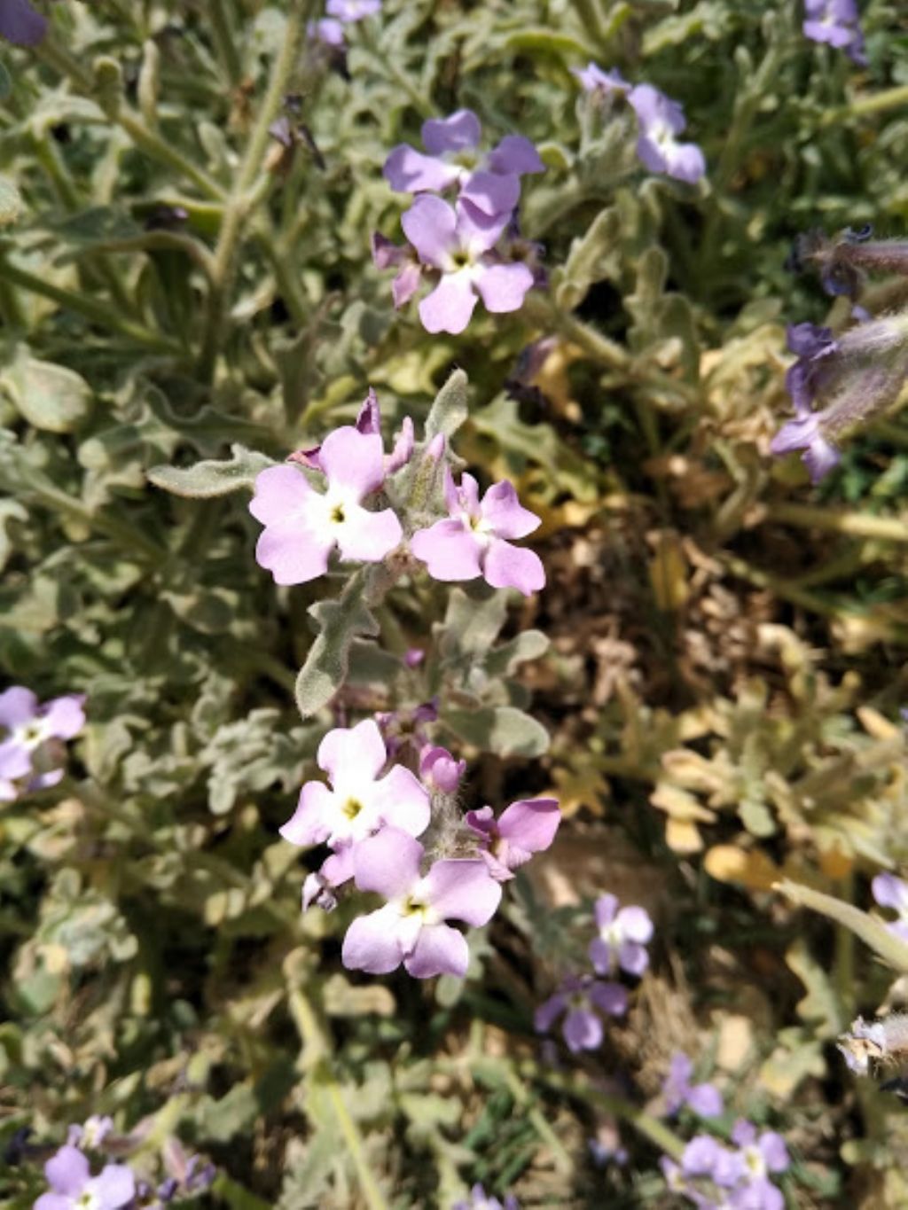 Matthiola tricuspidata / Violaciocca selvatica