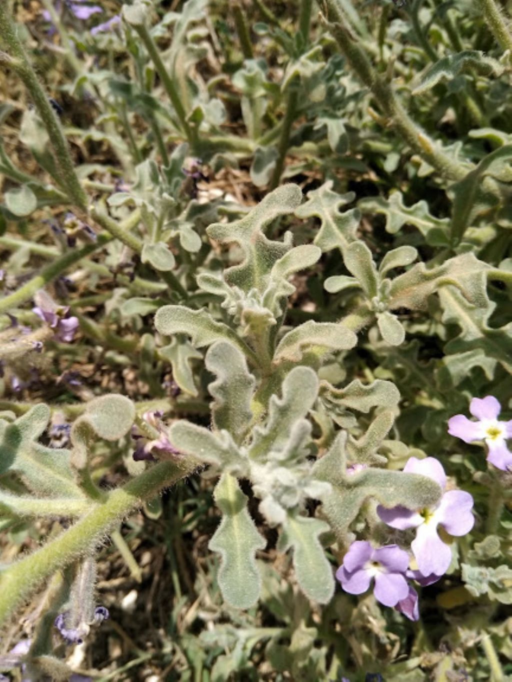 Matthiola tricuspidata / Violaciocca selvatica