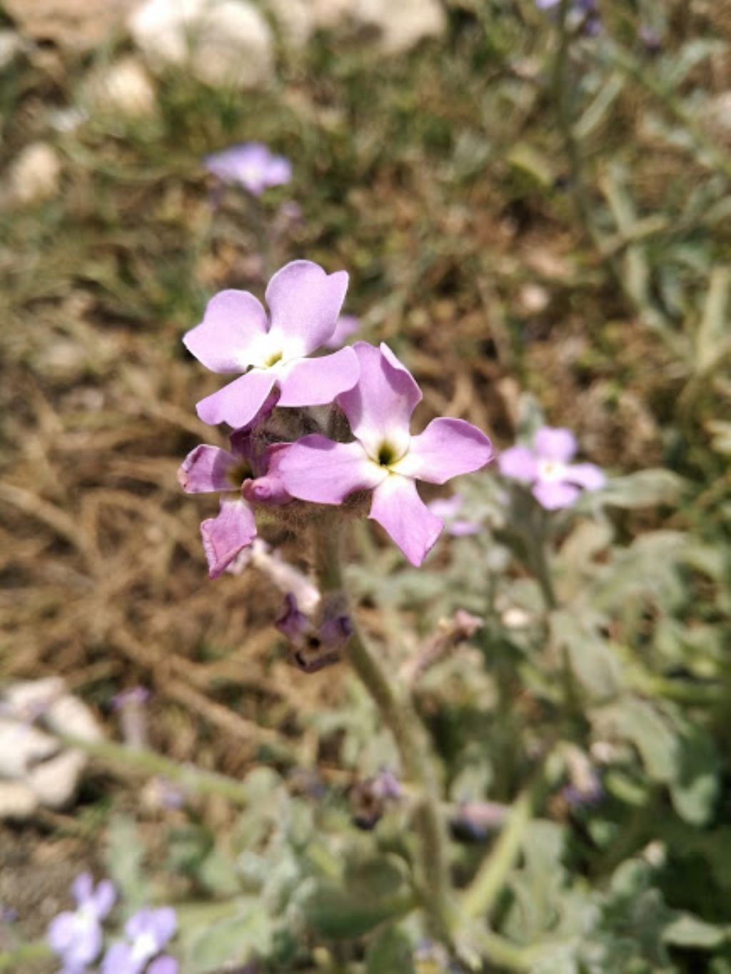 Matthiola tricuspidata / Violaciocca selvatica