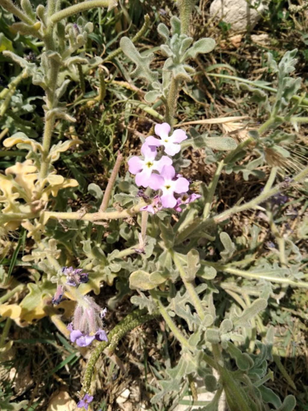 Matthiola tricuspidata / Violaciocca selvatica