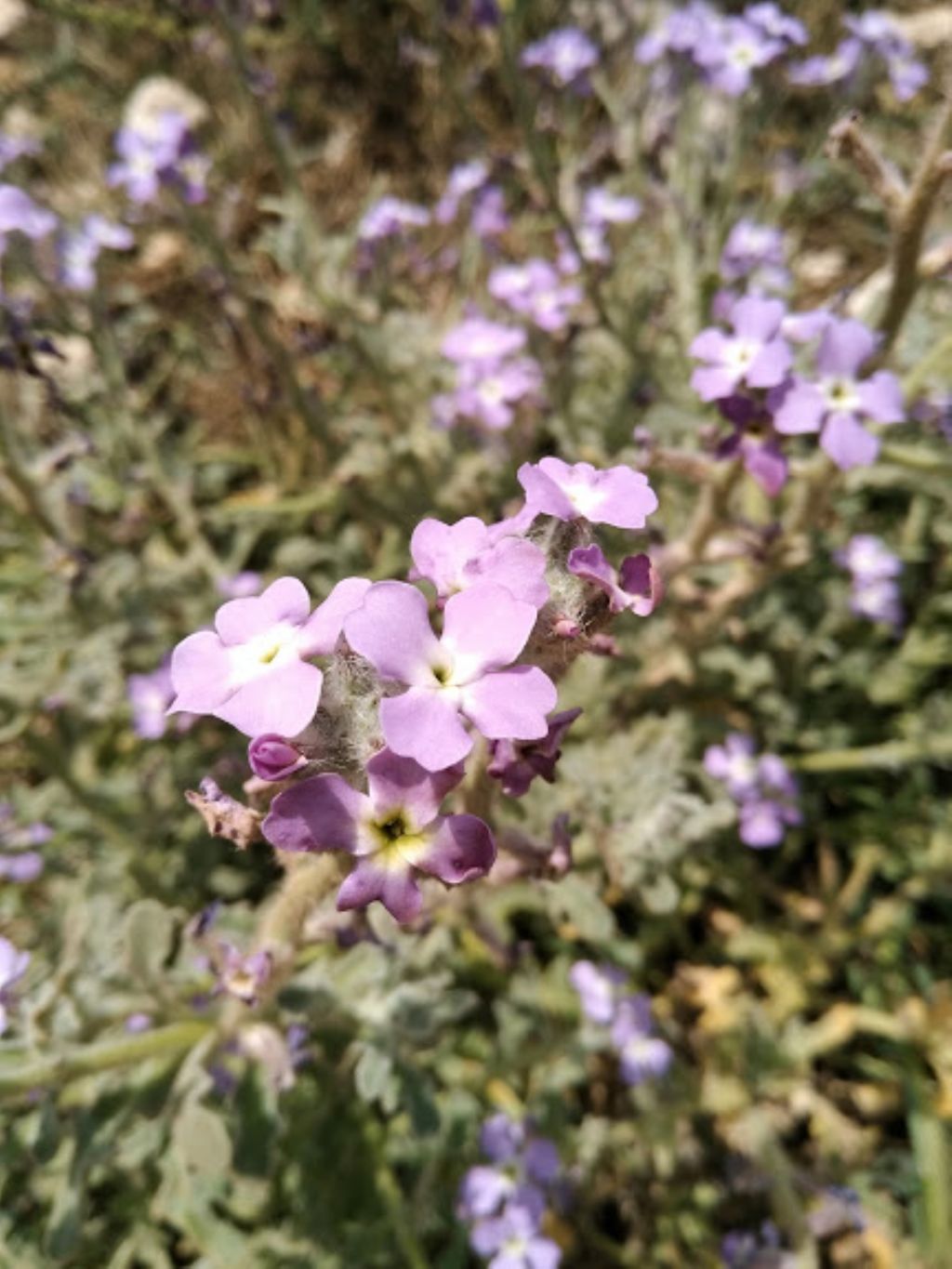 Matthiola tricuspidata / Violaciocca selvatica