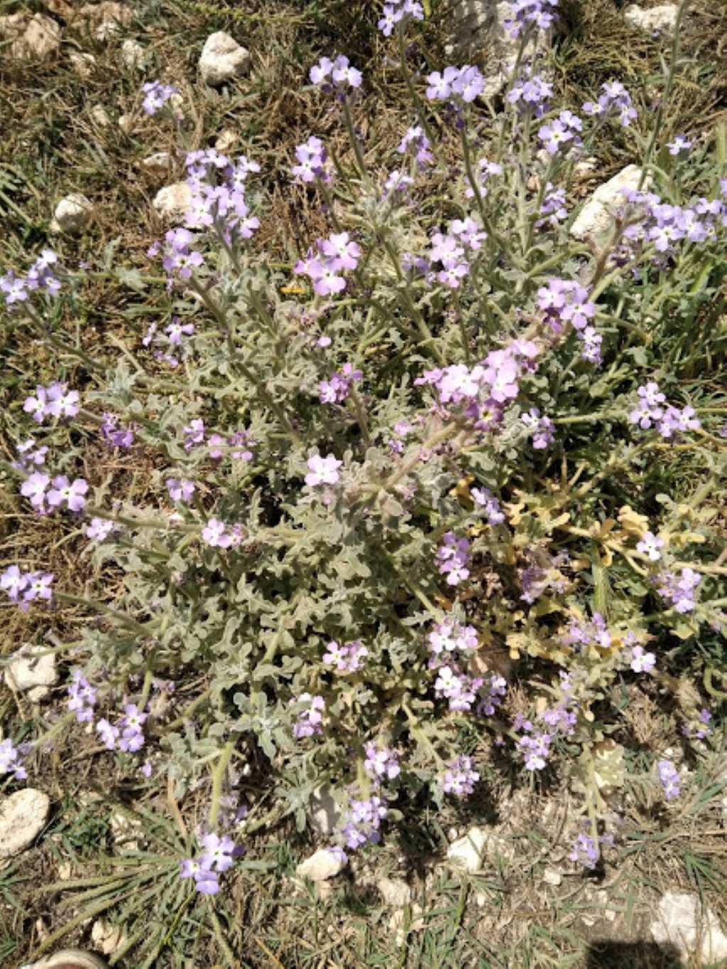 Matthiola tricuspidata / Violaciocca selvatica
