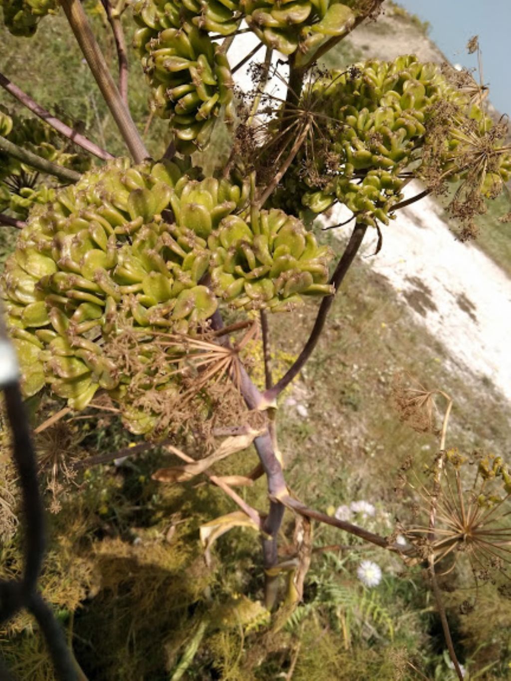 pu� essere ferula?