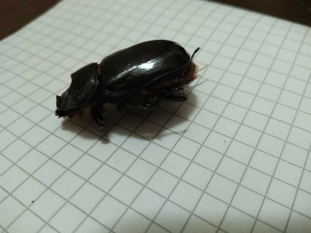 femmina di Oryctes nasicornis, Dynastidae