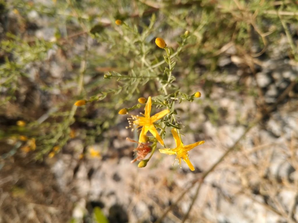 Hypericum triquetrifolium