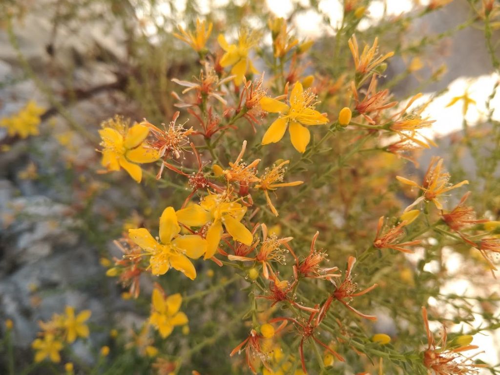 Hypericum triquetrifolium