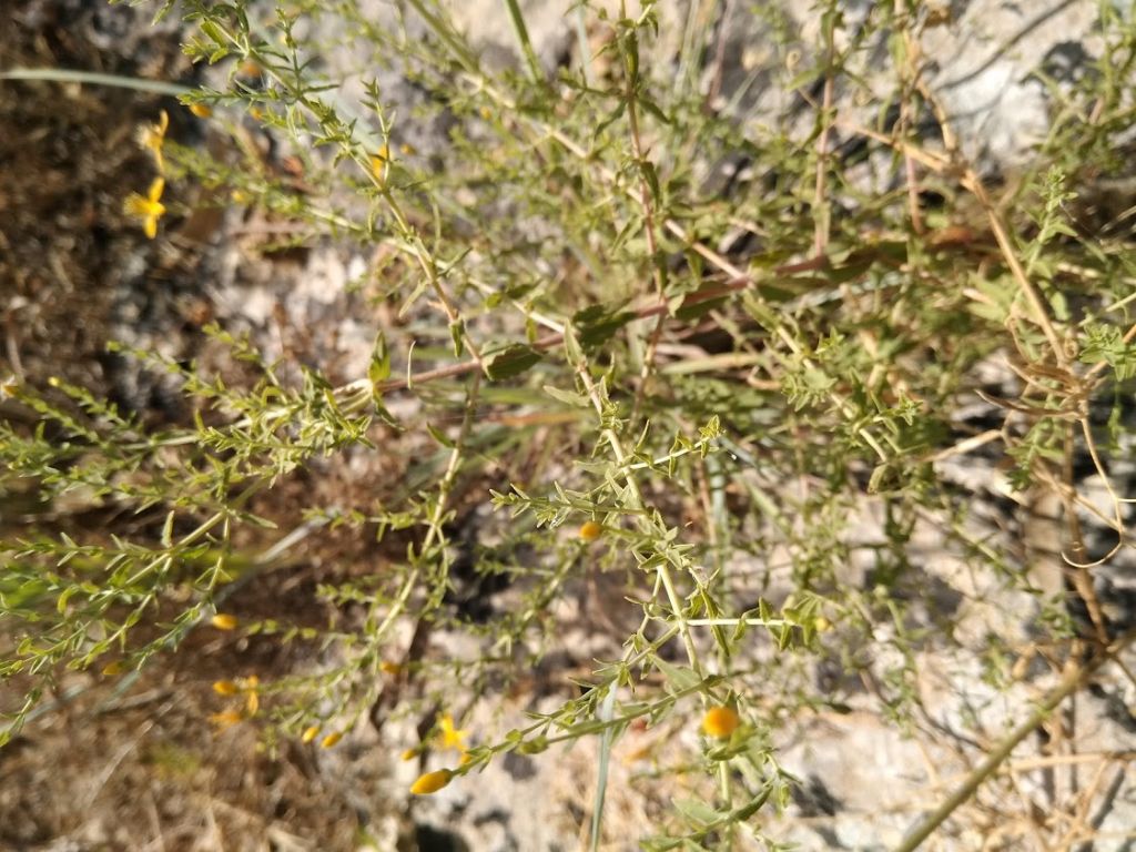 Hypericum triquetrifolium
