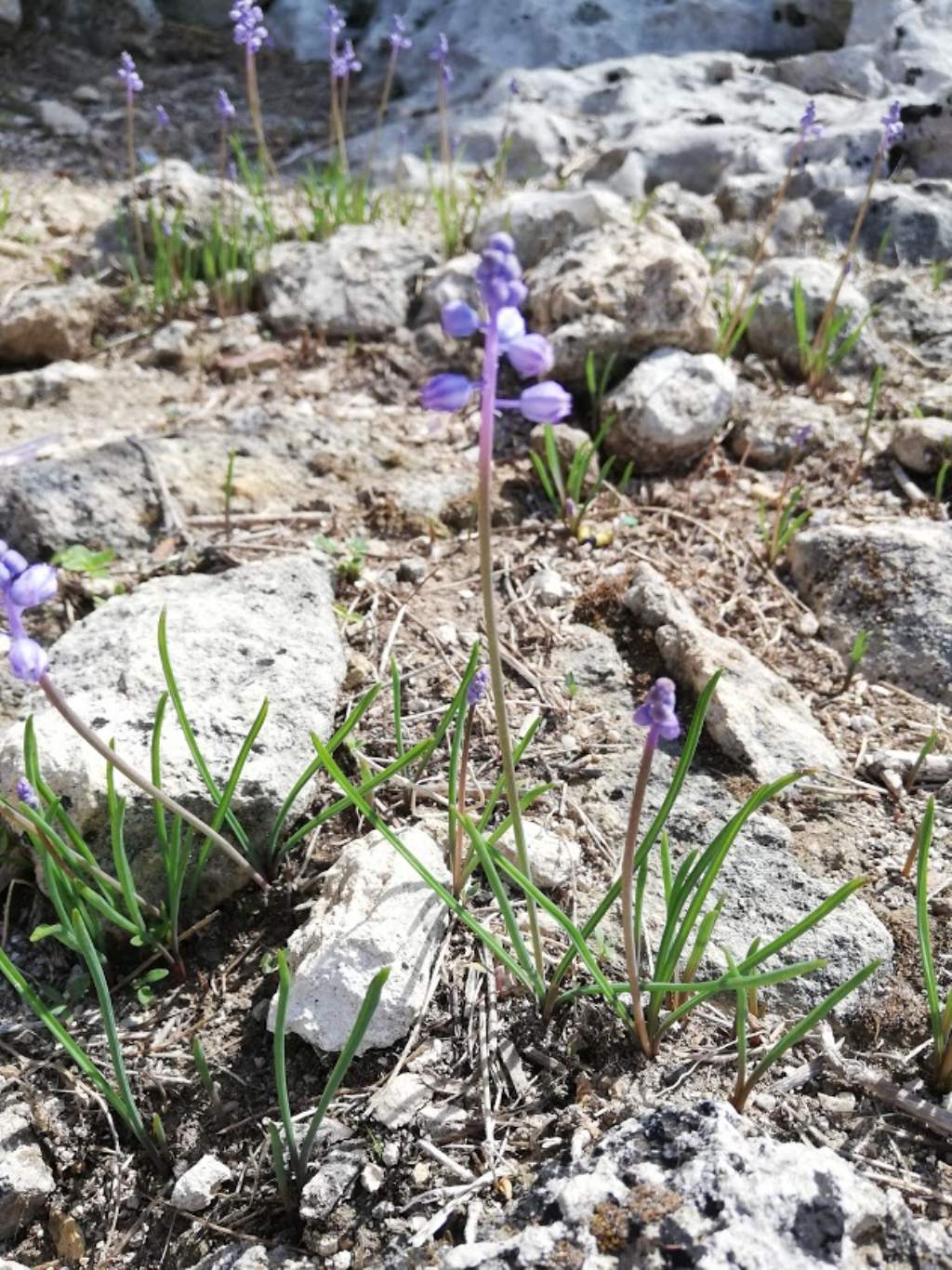 Muscari parviflorum / Muscari a fiori piccoli