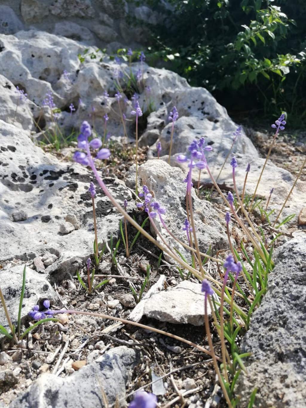 Muscari parviflorum / Muscari a fiori piccoli