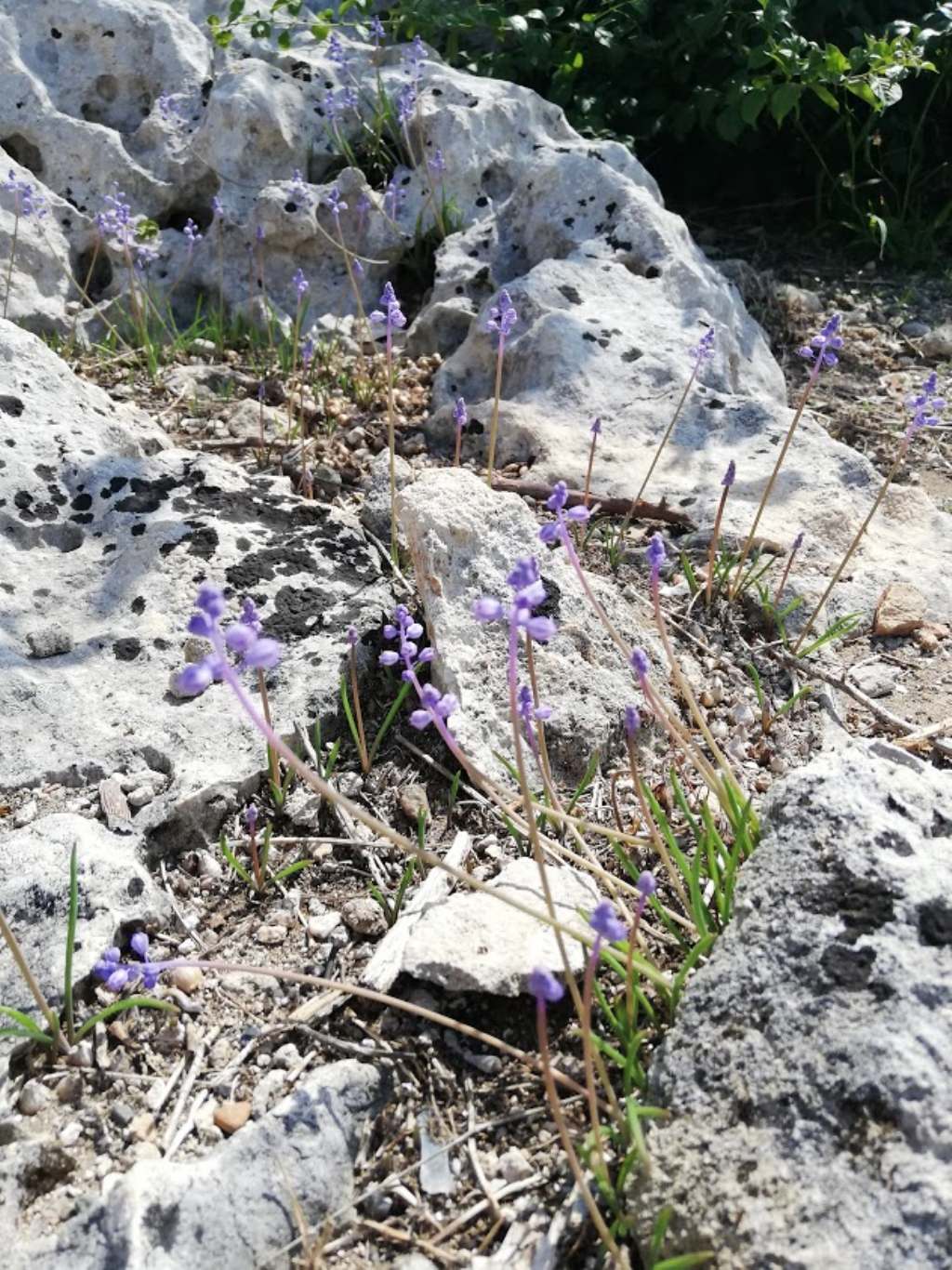 Muscari parviflorum / Muscari a fiori piccoli