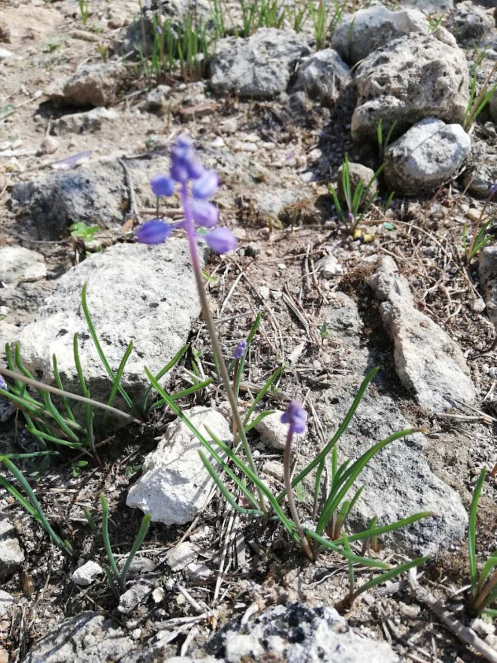 Muscari parviflorum / Muscari a fiori piccoli