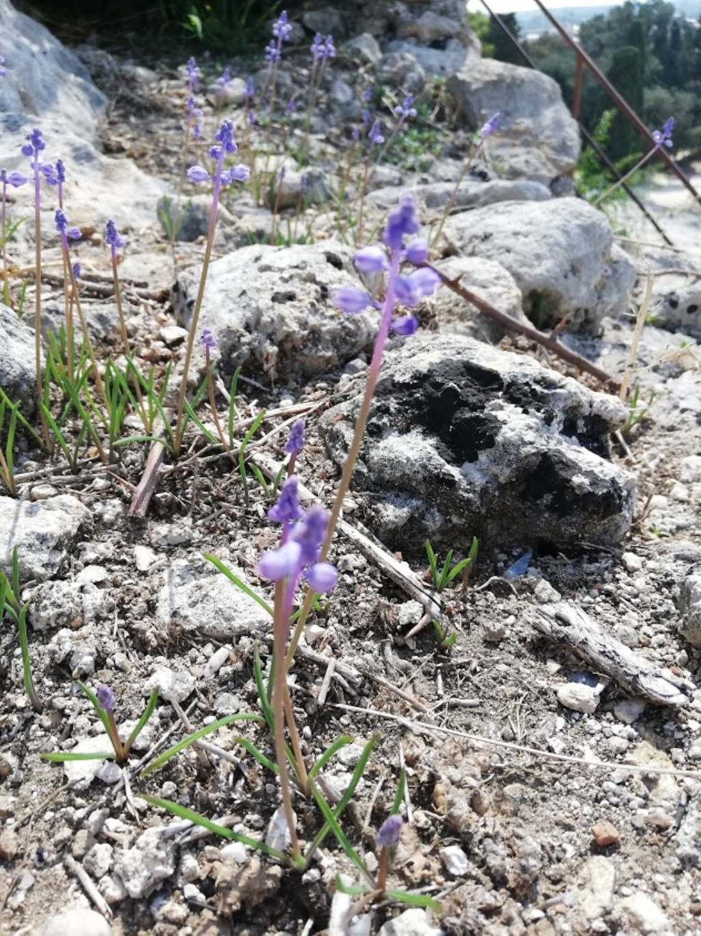 Muscari parviflorum / Muscari a fiori piccoli