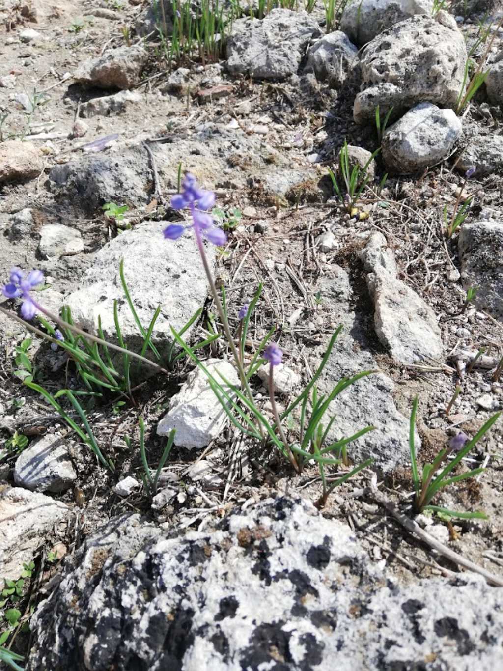 Muscari parviflorum / Muscari a fiori piccoli