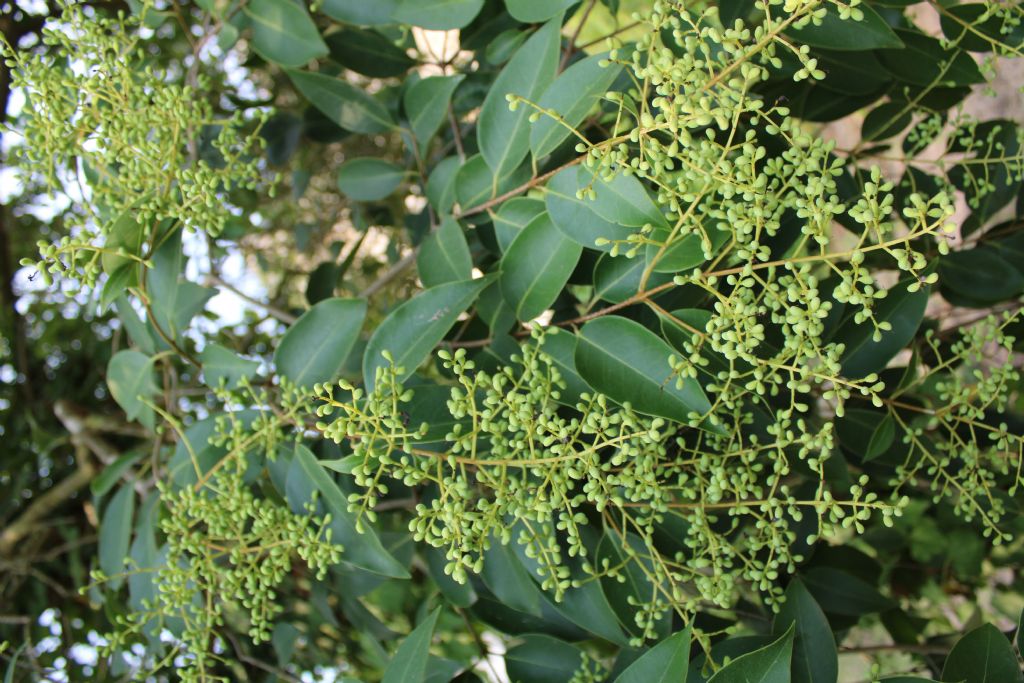 che albero  questo?   Ligustrum sp.