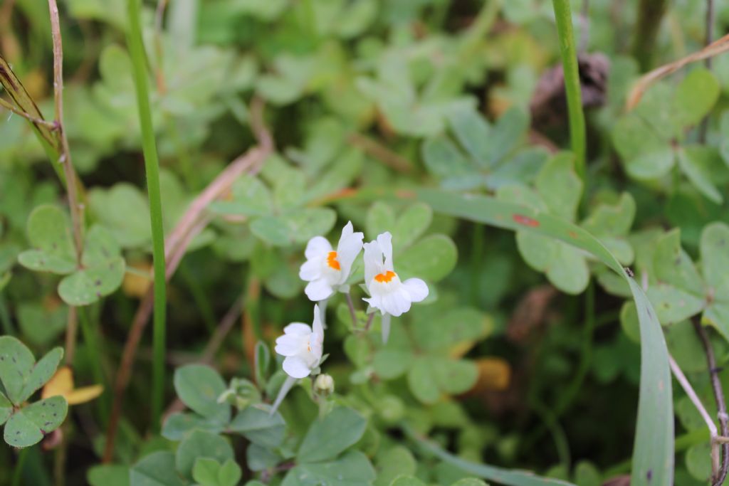 Linaria reflexa (Plantaginaceae)