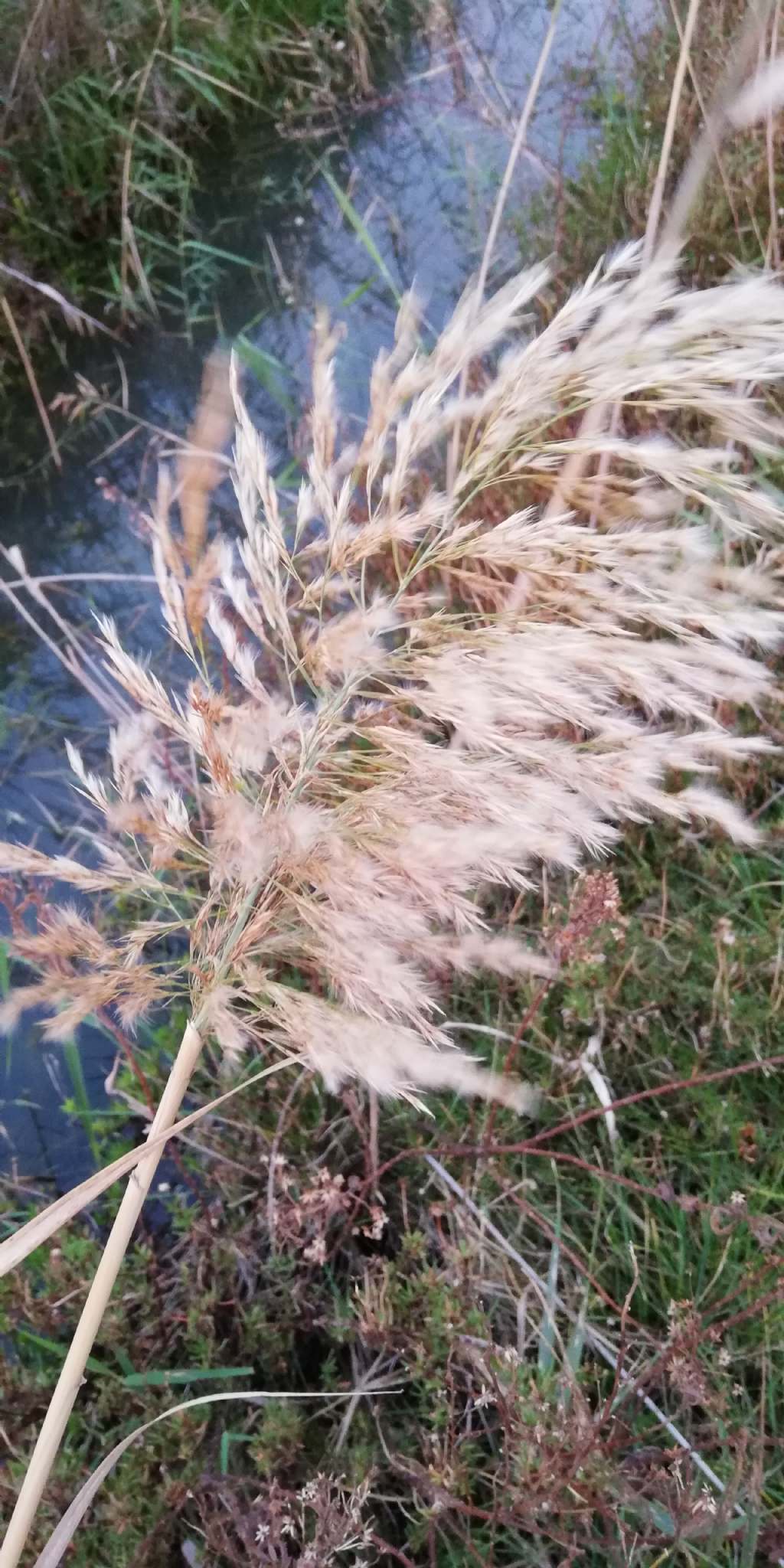 Phragmites australis (Poaceae)