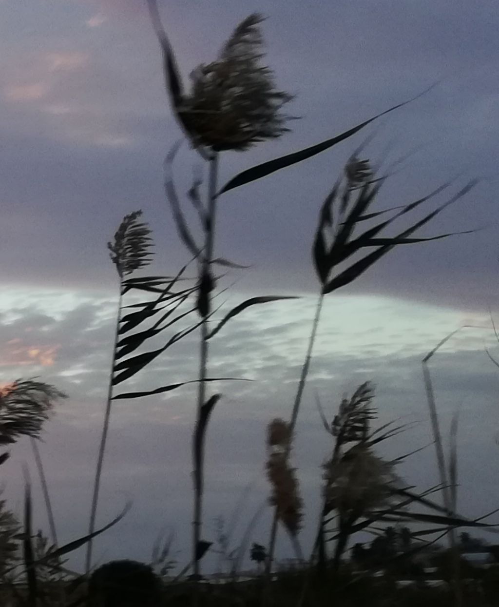 Phragmites australis (Poaceae)