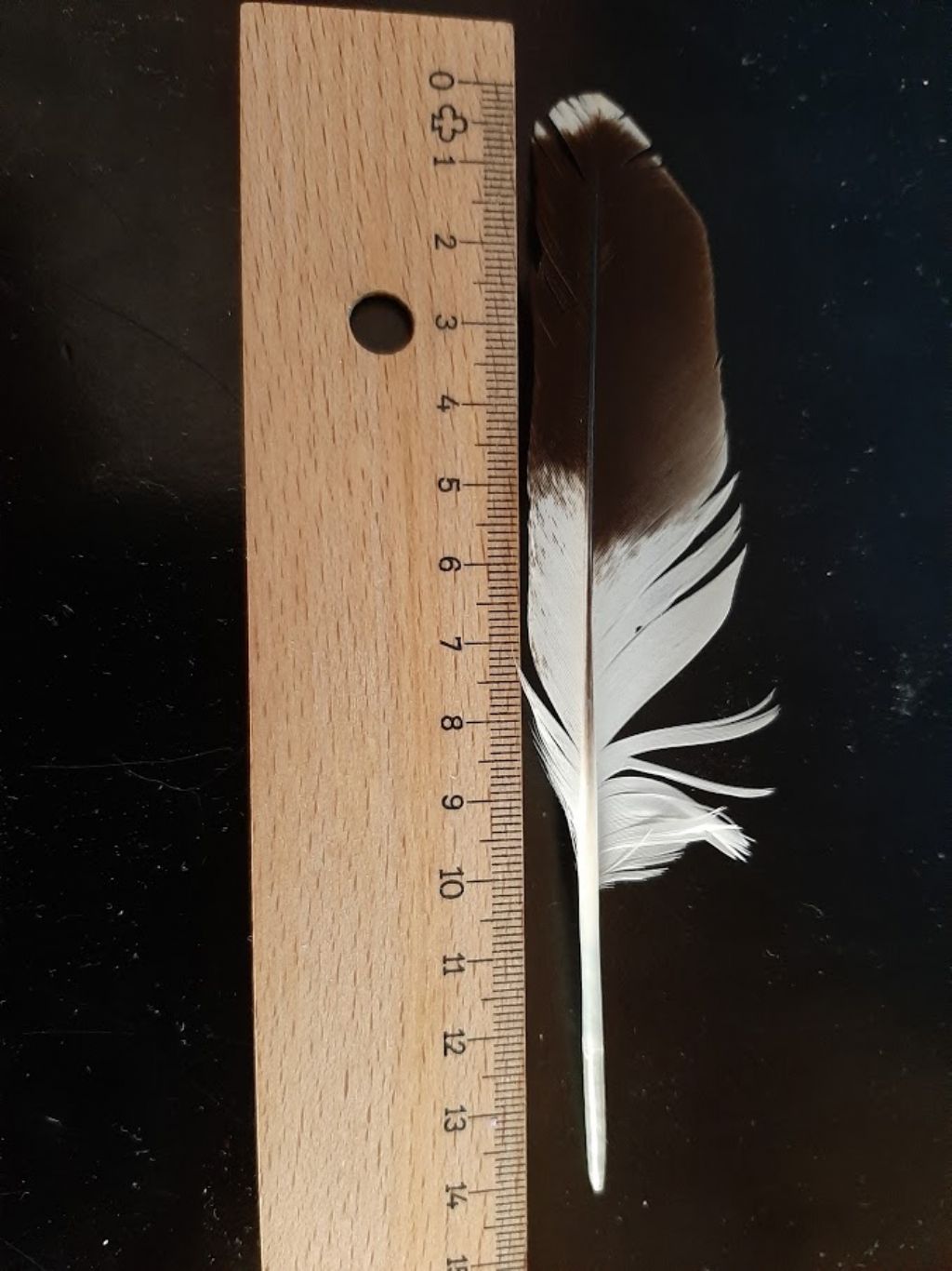 identificazione penna