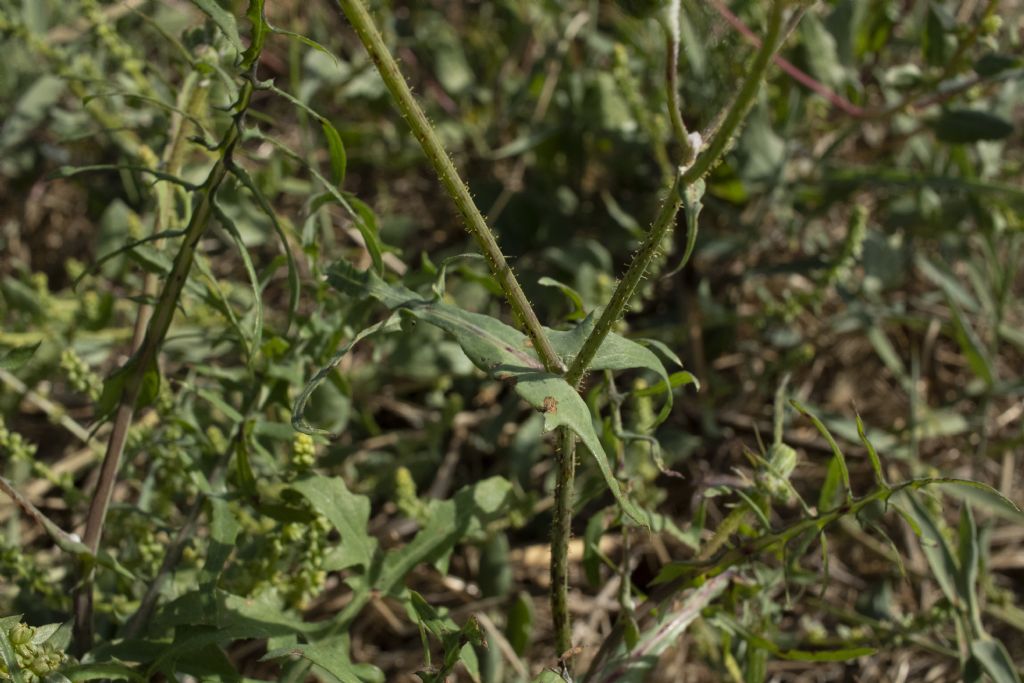 Sonchus tenerrimus?  Sonchus cfr. tenerrimus