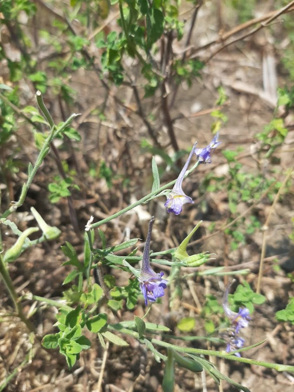 Delphinium cfr. halteratum (Ranunculaceae)