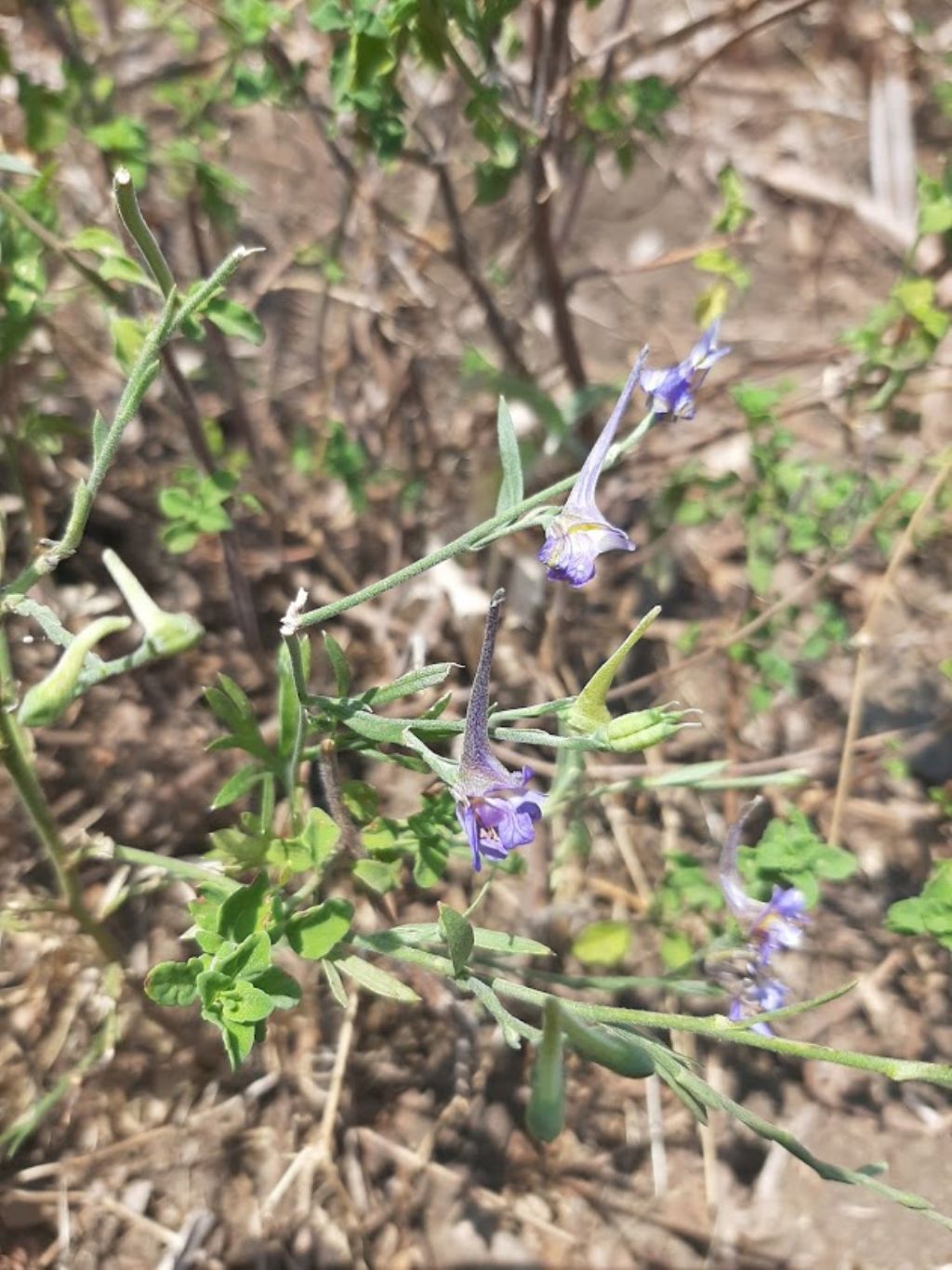 Delphinium cfr. halteratum (Ranunculaceae)