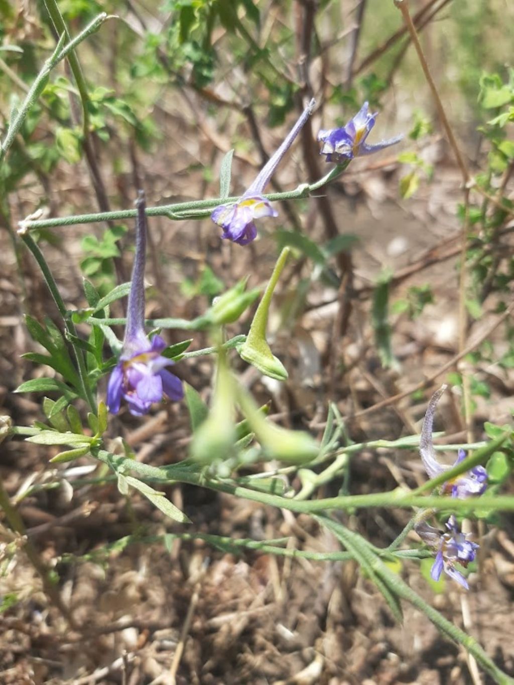 Delphinium cfr. halteratum (Ranunculaceae)