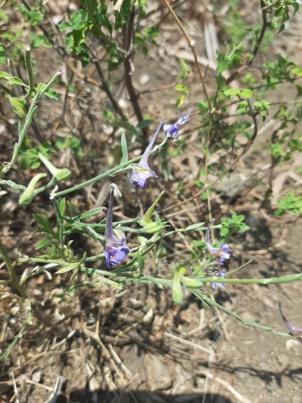 Delphinium cfr. halteratum (Ranunculaceae)