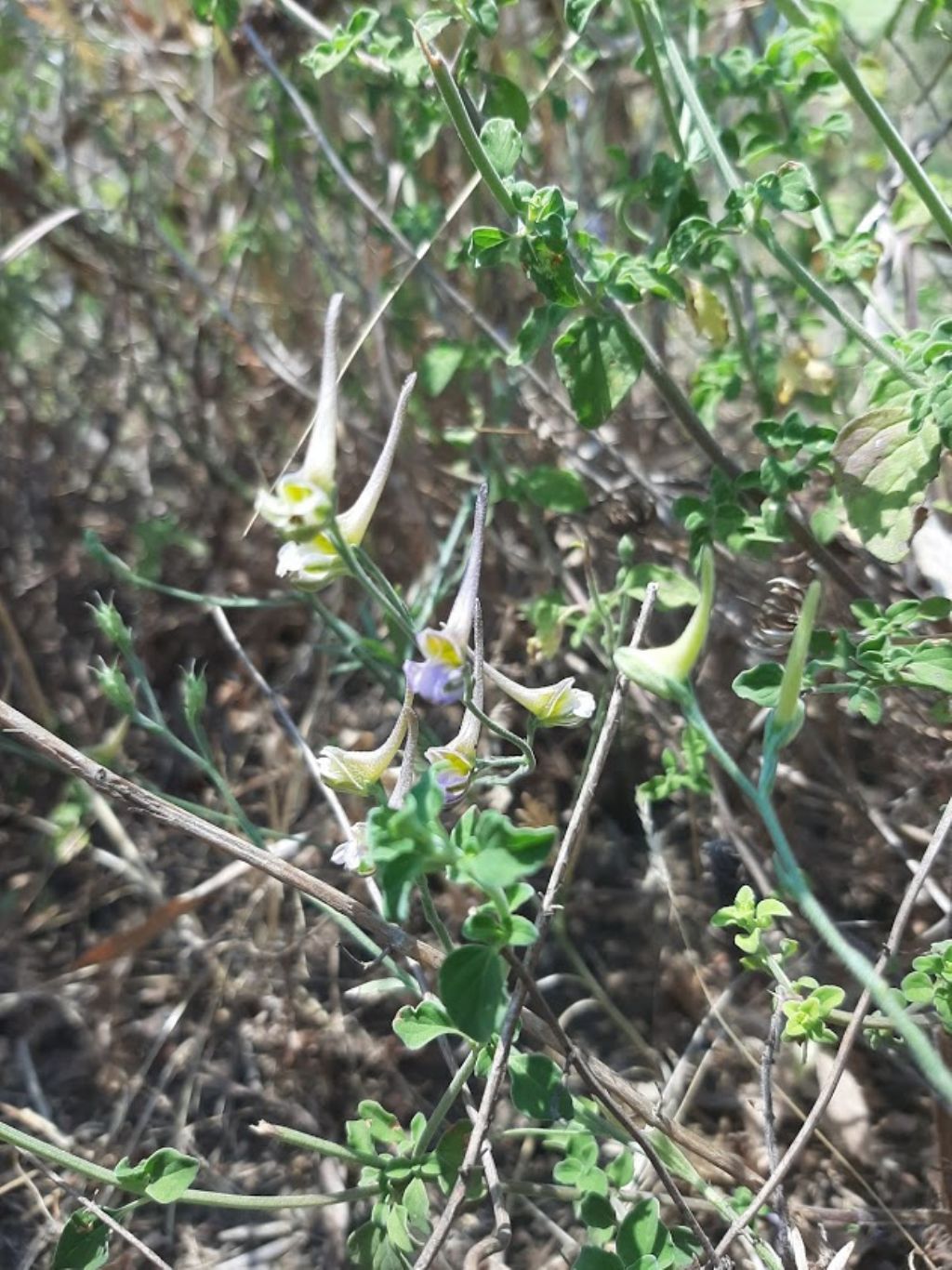 Delphinium cfr. halteratum (Ranunculaceae)