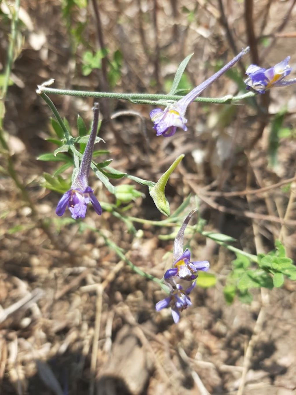 Delphinium cfr. halteratum (Ranunculaceae)