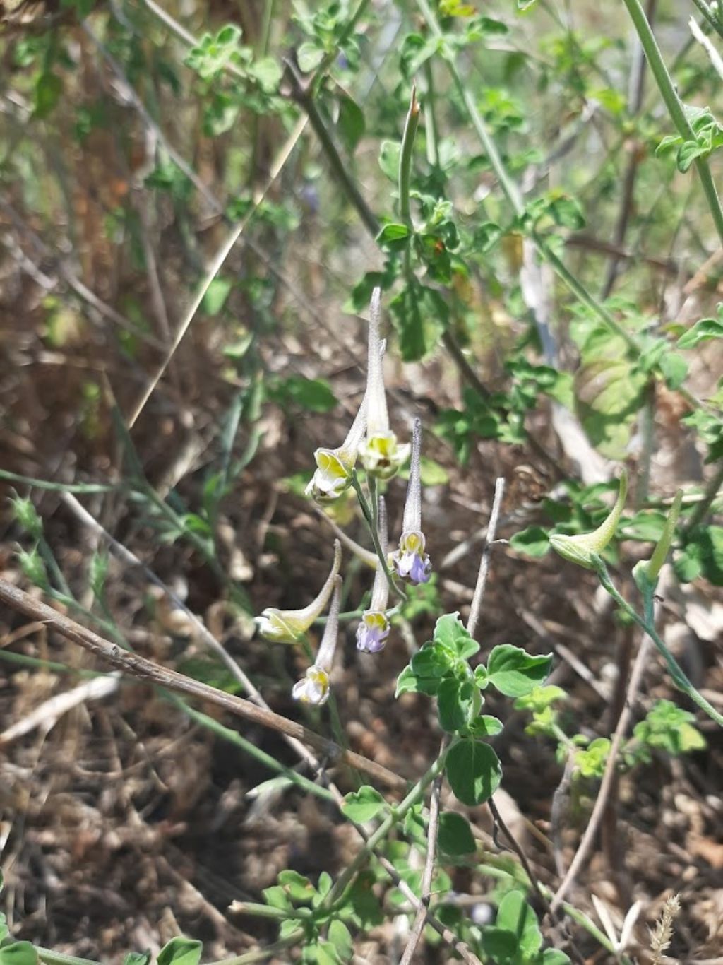 Delphinium cfr. halteratum (Ranunculaceae)