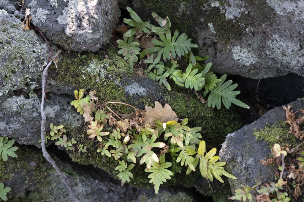 Che tipo di felce ? Polypodium cambricum