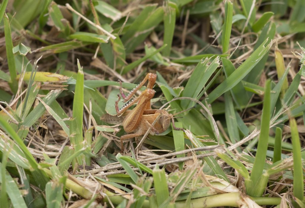 Cavalletta?  S, Eyprepocnemis plorans (Acrididae)