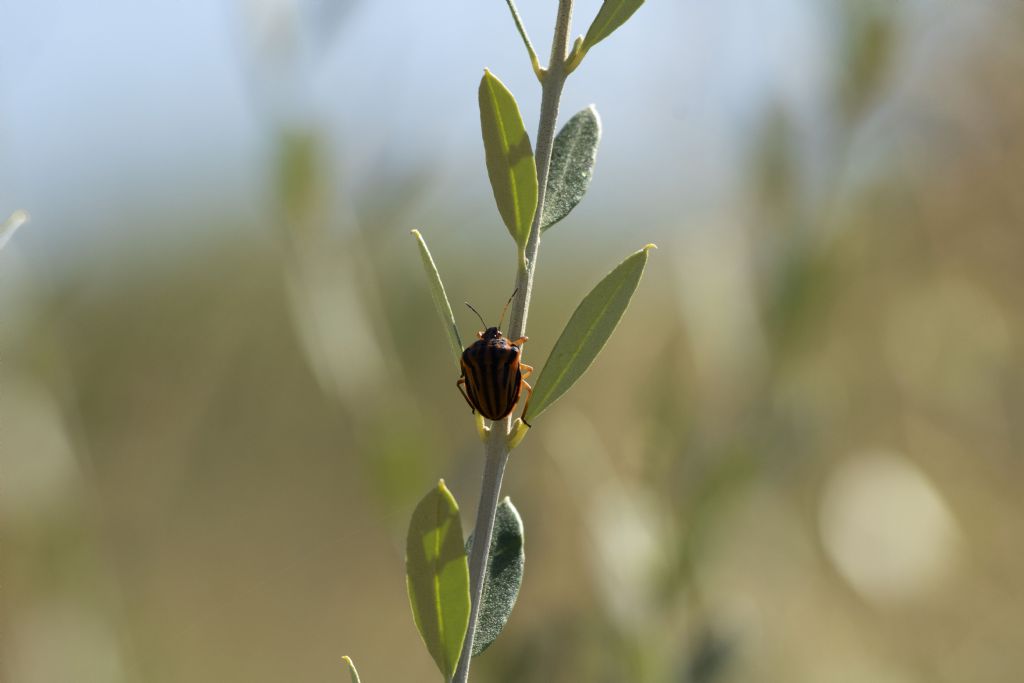 Che insetto ?  Pentatomidae: Graphosoma semipunctatum