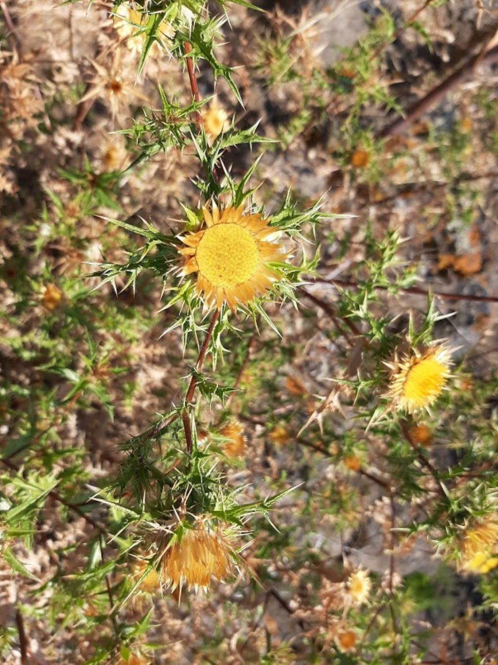 Carlina corymbosa (Asterceae)