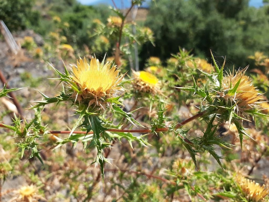 Carlina corymbosa (Asterceae)