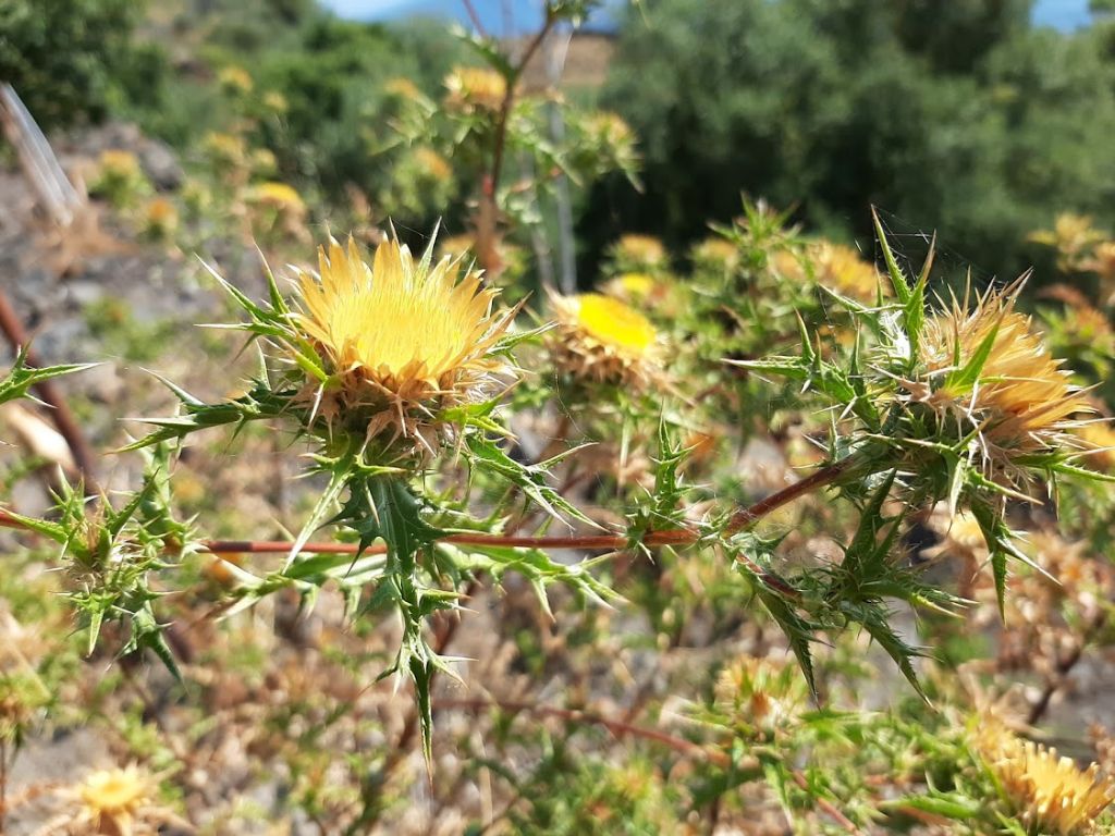 Carlina corymbosa (Asterceae)