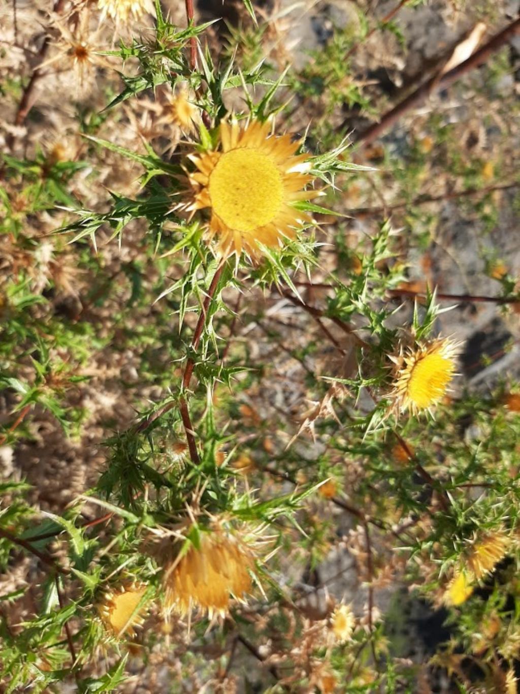 Carlina corymbosa (Asterceae)